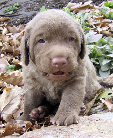 Chesapeake lab puppy - Chessies are large dogs. A female Chesapeake Bay Retriever dog can stand up to 21-24 inches in height and weigh about 55-70 pounds, while a male Chesapeake Bay Retriever can stand up to 23-26 inches in height and weigh about 65-80 pounds. Chesapeake Bay Retrievers are known to be one of the heaviest breeds in the retriever …